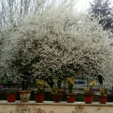 Javier 's garden