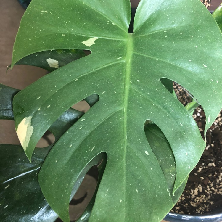 Plant image Monstera deliciosa 'Thai Constellation'