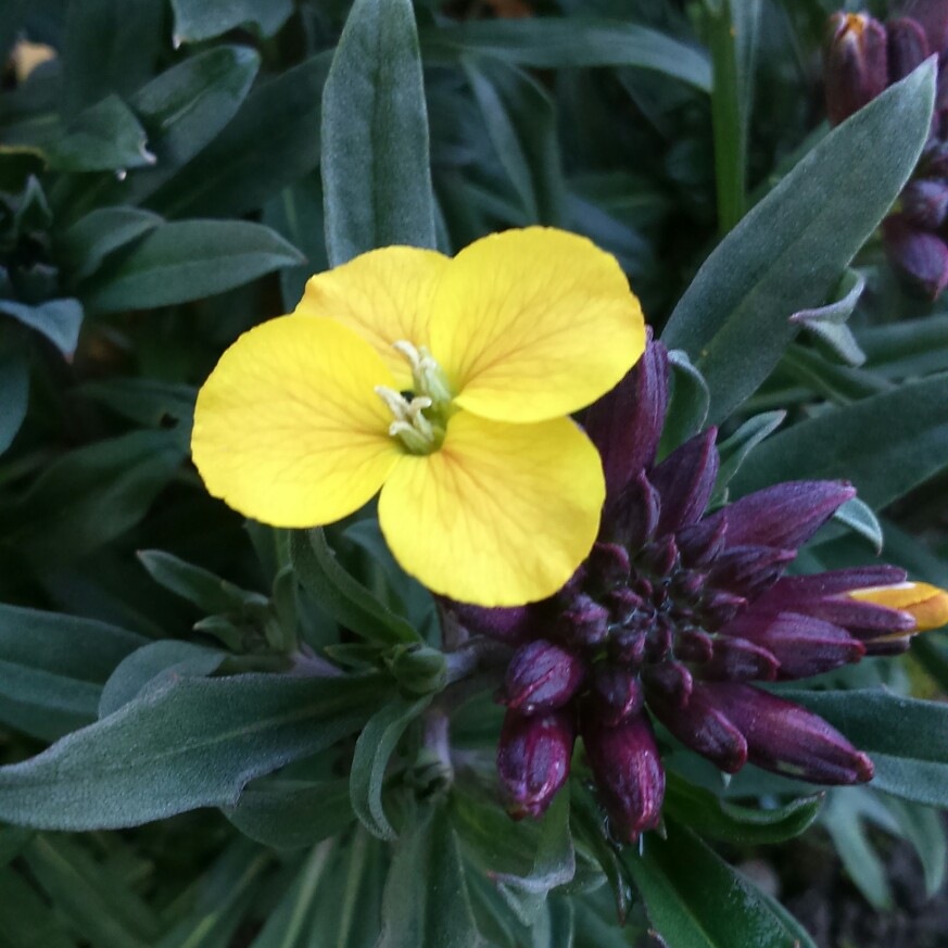 plant image 66157