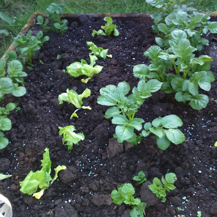 plant image 72966