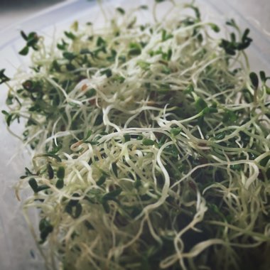 Medicago sativa