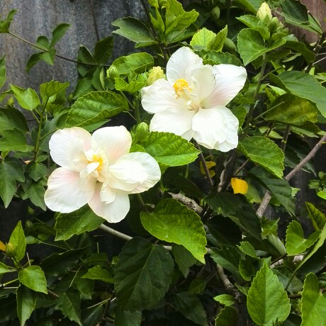 Hibiscus