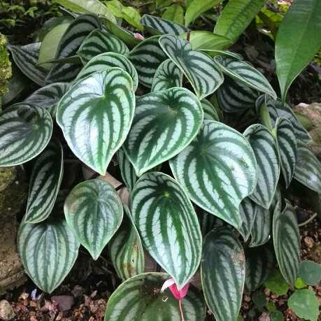 Plant image Peperomia sandersii