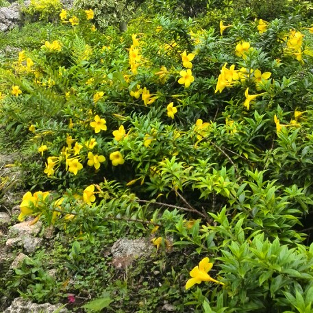 Plant image Allamanda