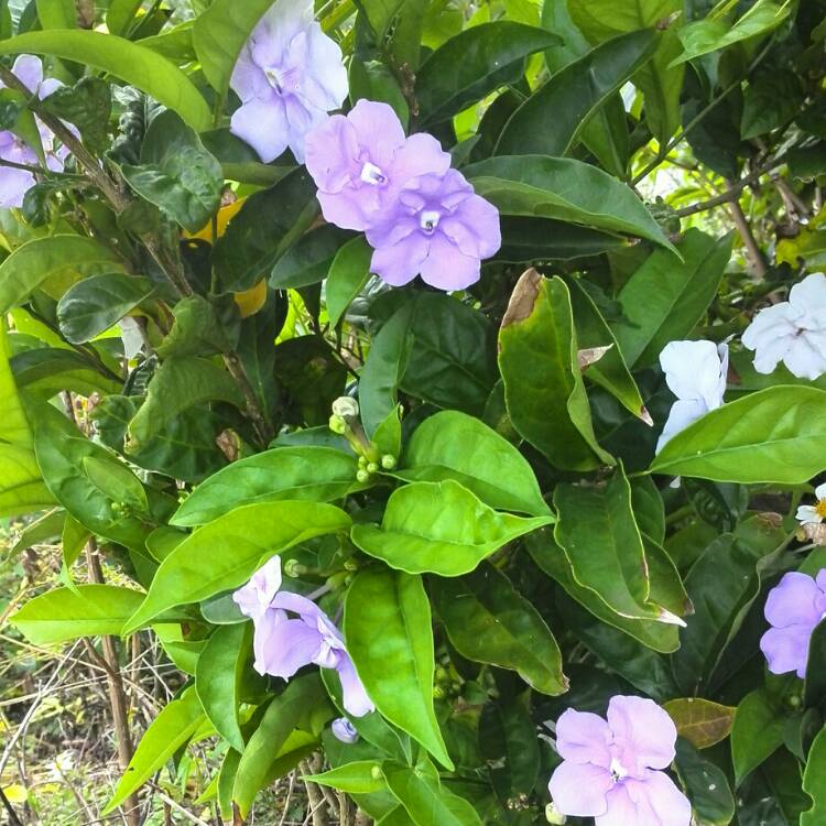 Plant image Brunfelsia grandiflora
