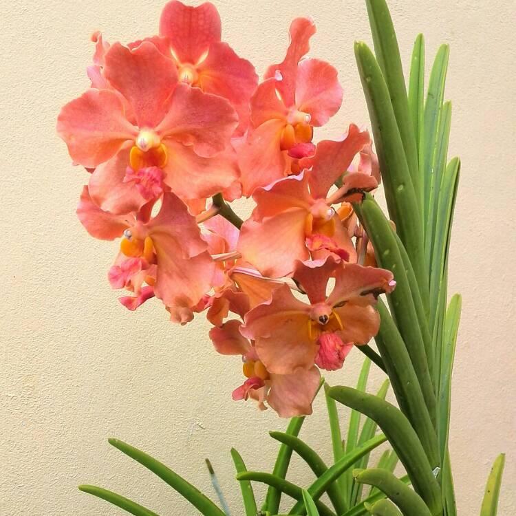Plant image Vanda
