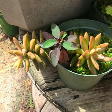 Sedum Adolphi