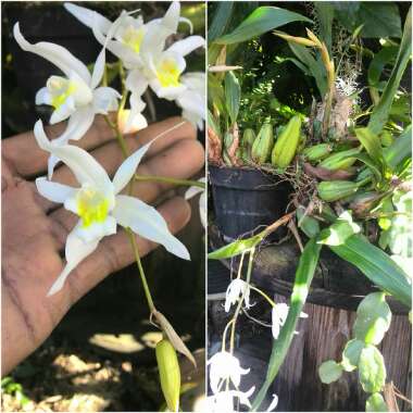 Coelogyne Cristata Orchid
