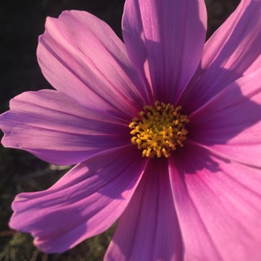Jason's garden