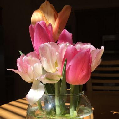 Tulip