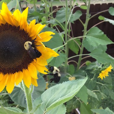 Jason's garden
