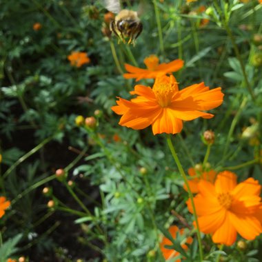 Jason's garden