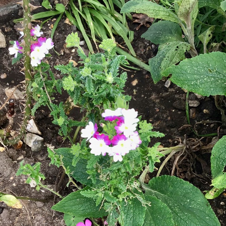 Plant image Verbena 'Twister Pink'