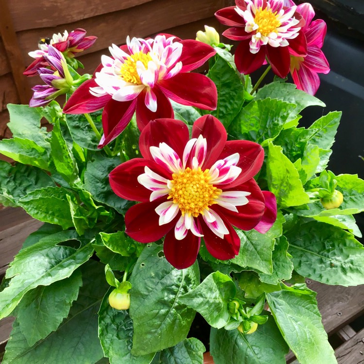 plant image 1107507