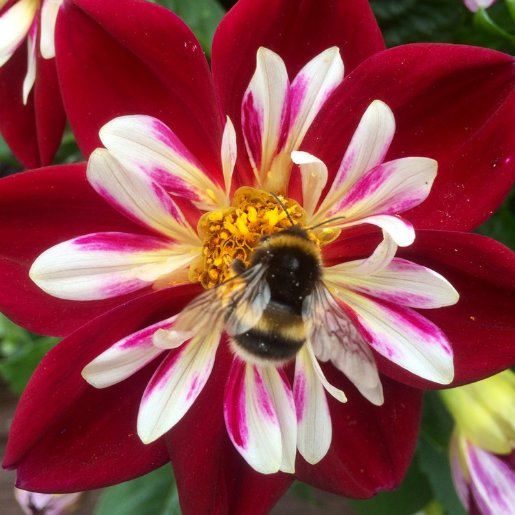plant image 1131869