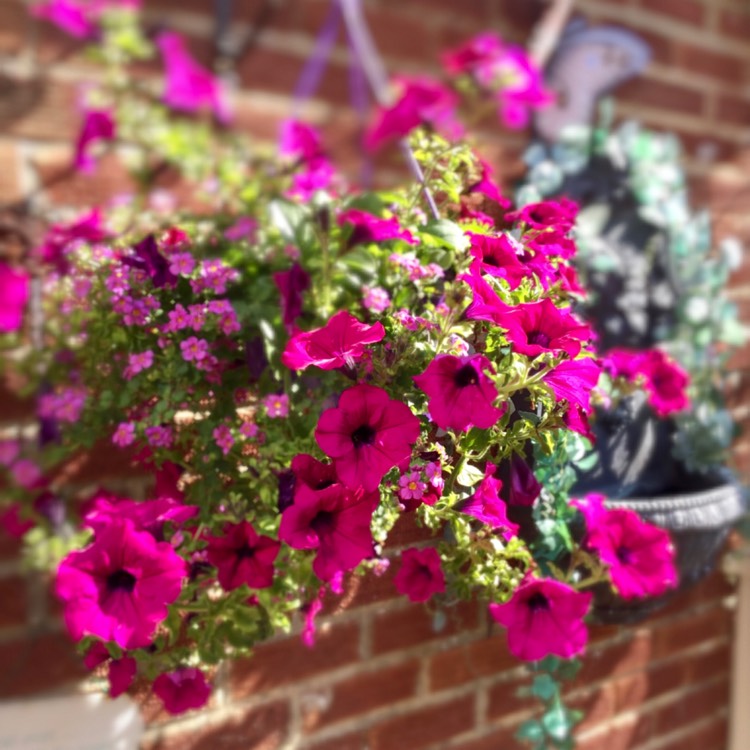plant image 1338150