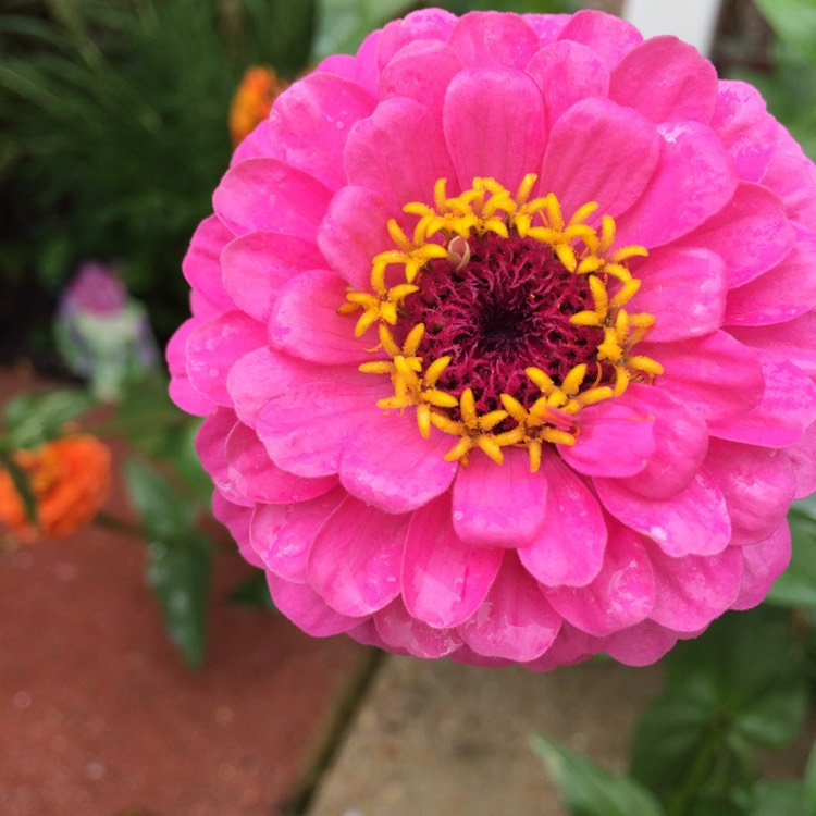 Plant image Zinnia elegans 'Purple Prince'