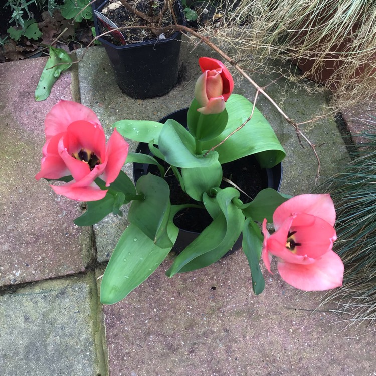 plant image 952509