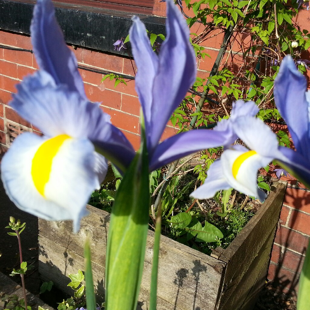 Plant image Iris x hollandica 'Sapphire Beauty'