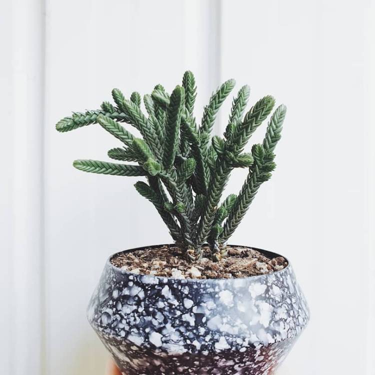 plant image 1148229