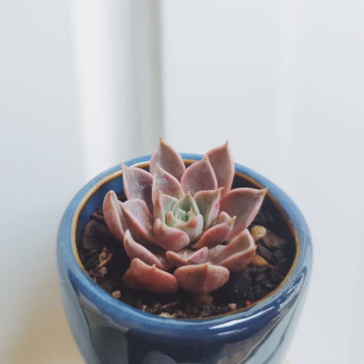 Plant image Echeveria Parks Pop Candy