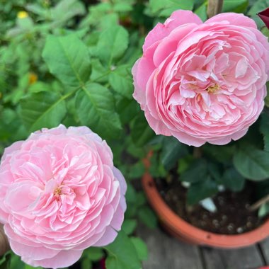 mr's garden