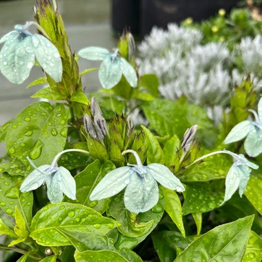 mr's garden