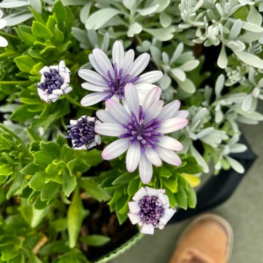 mr's garden