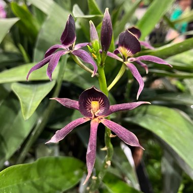 mr's garden