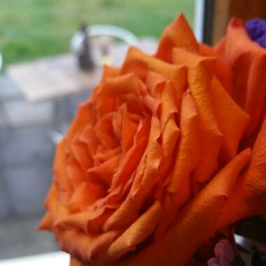 Rosa 'Infinity'