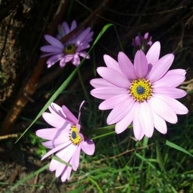 Osteospermum 'Jucundum'
