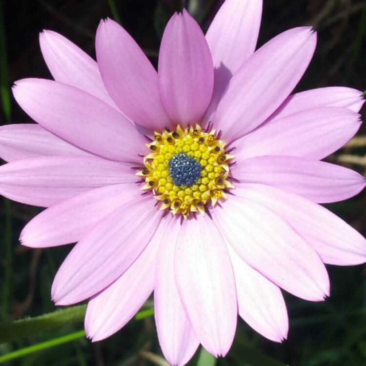 plant image 471326