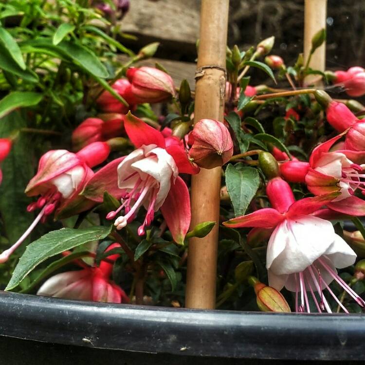 plant image 486408