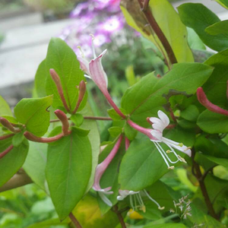 plant image 499353
