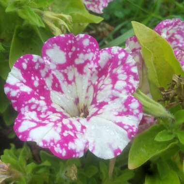 Petunia 'Kleph17342' syn. Petunia 'Pink Sky', Petunia 'BabyDoll', Petunia 'Headliner Pink Sky'