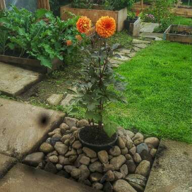 Dahlia 'David Howard'