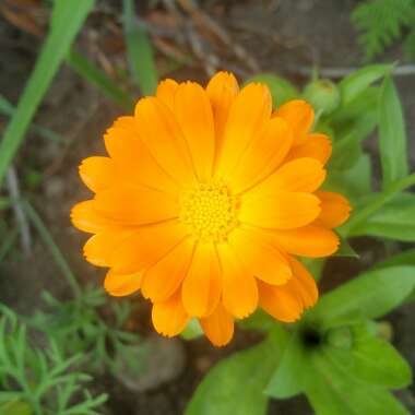 Tagetes