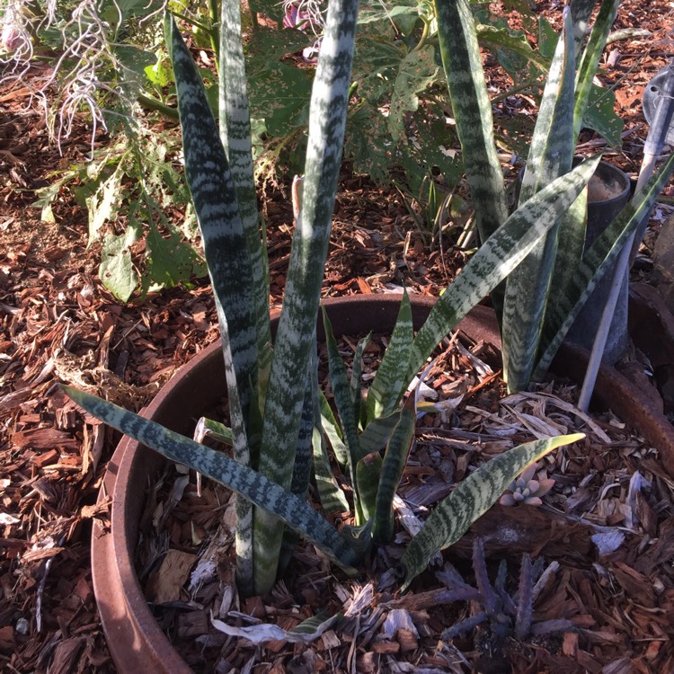 Plant image Sansevieria Black Coral
