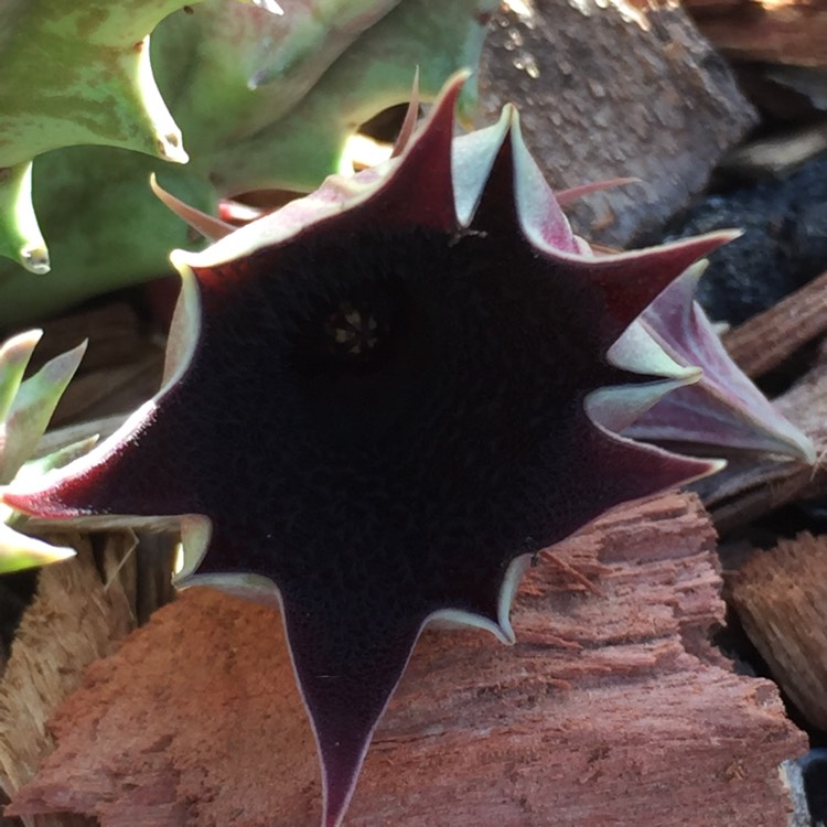 plant image 1002503