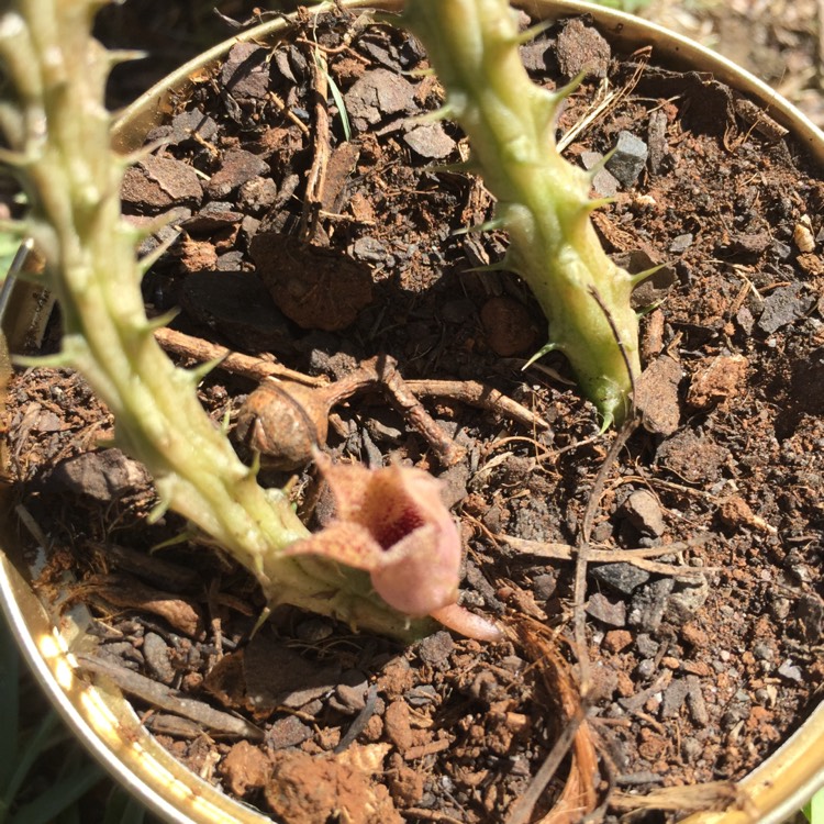 plant image 1002507