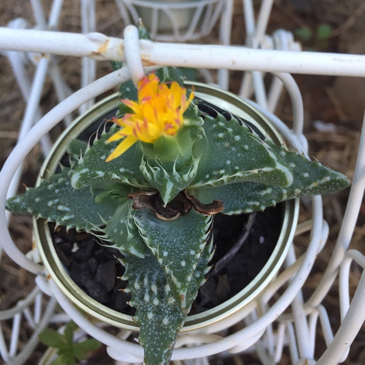 Plant image Faucaria tuberculosa