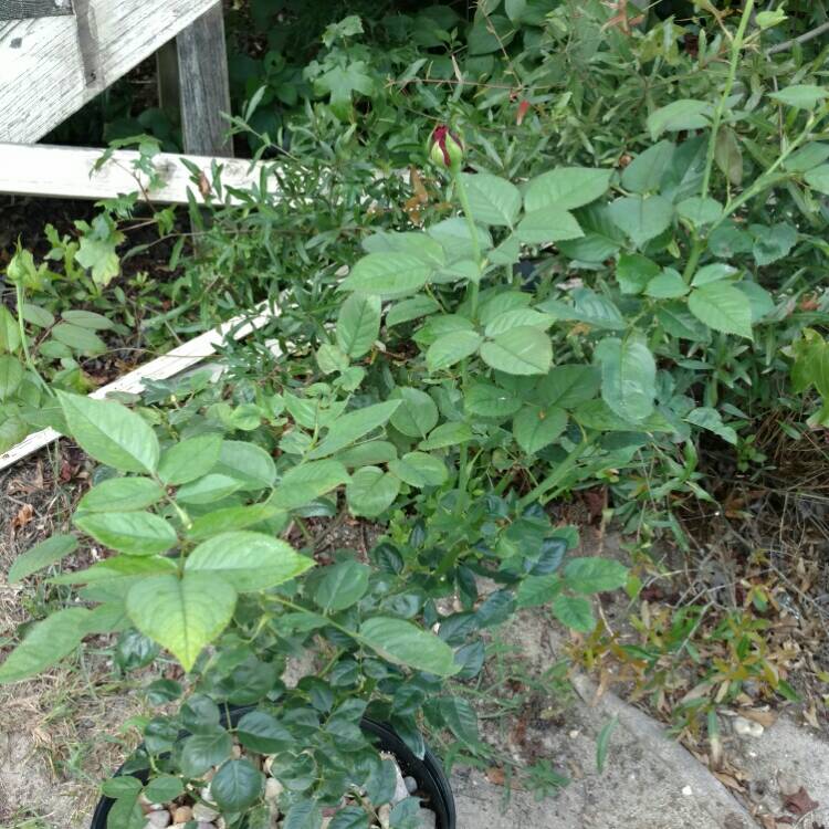plant image 214575