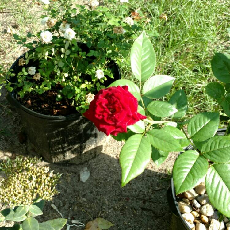 Plant image Rosa 'Korfleur' syn. Rosa 'Black Beauty'