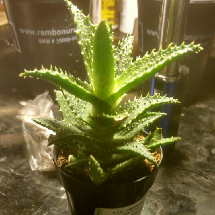 Plant image Aloe 'Park Avenue'