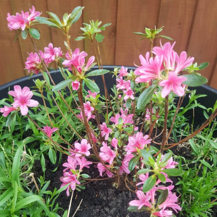 plant image 346922