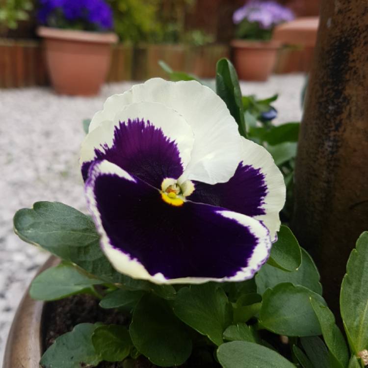 plant image 677900