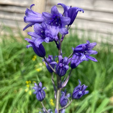 • RaSoRjFuRY's garden