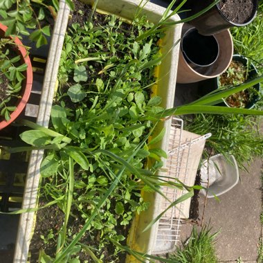• RaSoRjFuRY's garden