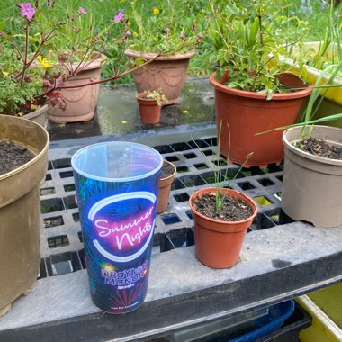 • RaSoRjFuRY's garden
