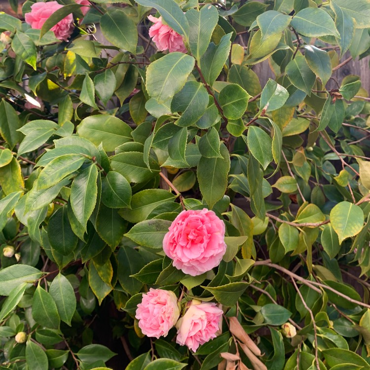 Plant image Camellia japonica 'Nuccio's Jewel'